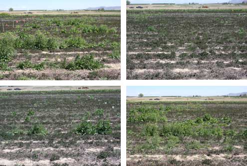 Visible results of four herbicide treatments