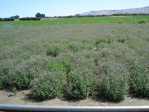 Healthy Mint Field under Sprinkler Irrigation