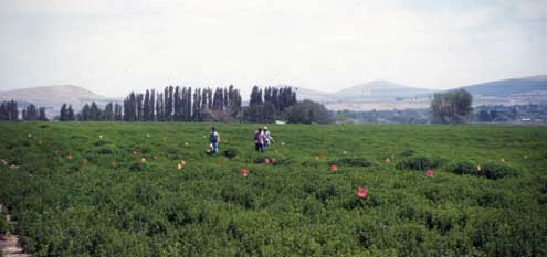 Mint field with workers