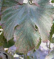 TSSM-damaged hop leaf stippling