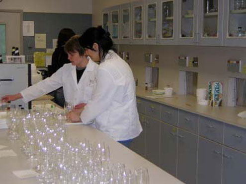 Sensory Lab glassware array pre-test
