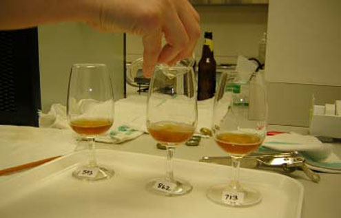 Numbered 20ml beer samples await sensory analysis