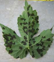 Hop plant leaf with downy mildew spots