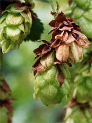 Hop cone with downy milder