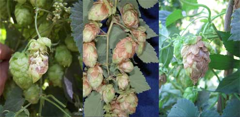 Various photos of powdery mildew infection on hops
