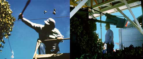 Hop workers at harvest (left) and picking/sorting (right)